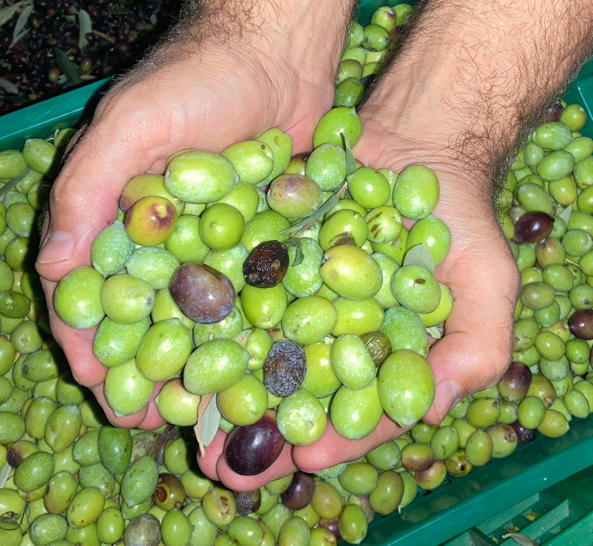 Raccolta delle Olive